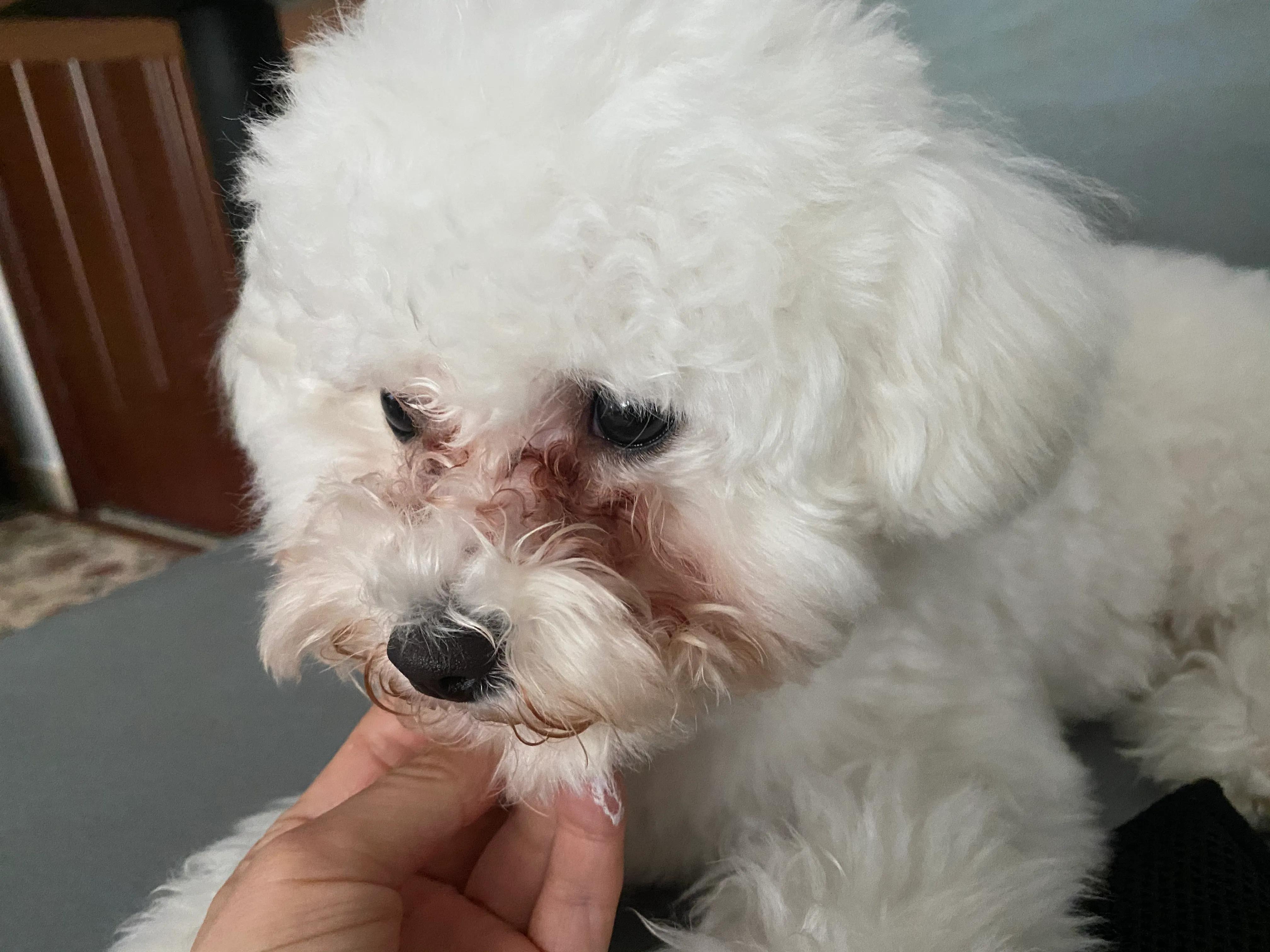 耳肤灵怎么用(比熊犬最省钱的去耳螨去泪痕方法)