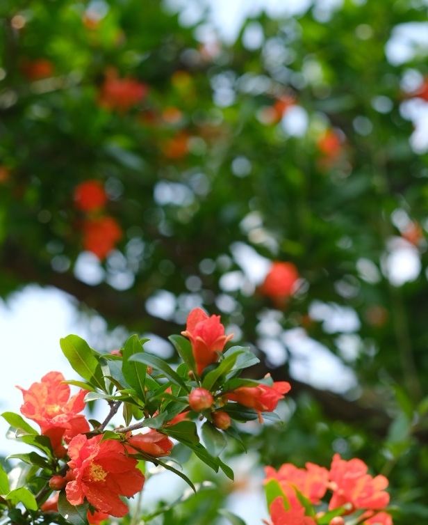 蒙自的姑娘花闻名中外