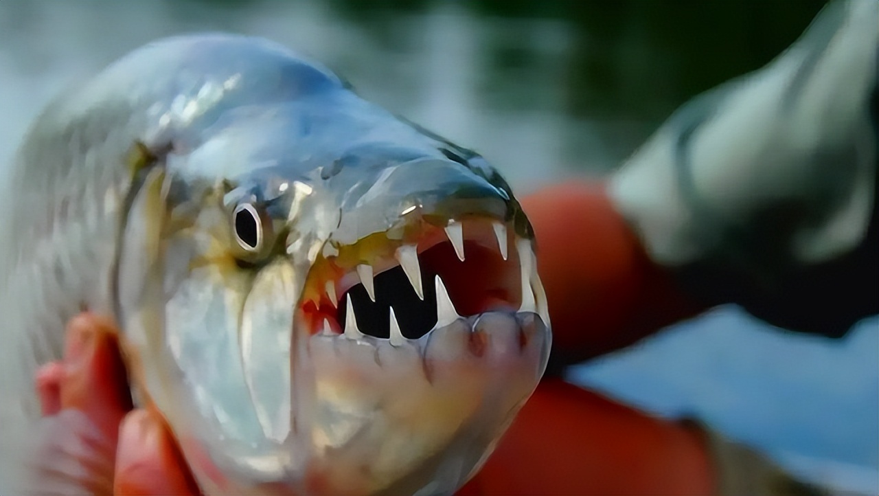 Why Didn T The Cruel And Fierce Piranha Dominate The Amazon River What S Inside That Scares It Laitimes