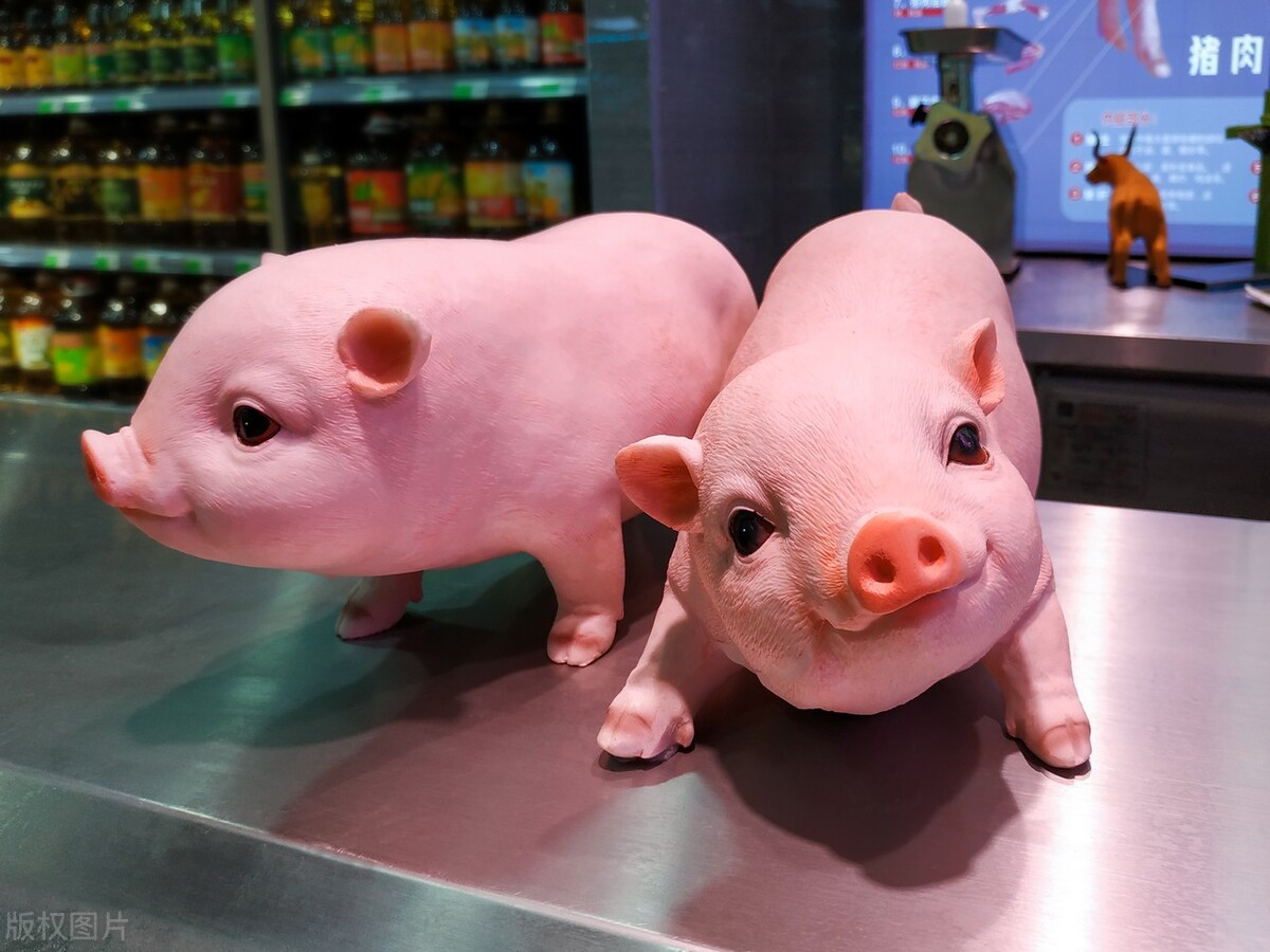 生猪价格大涨，芝麻开花节节高，2023年1月20日全国最新生猪行情
