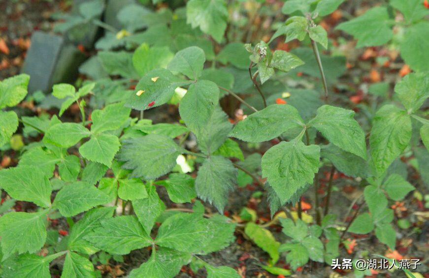 开春十大野菜图片（开春十大野菜图片高清）-第54张图片-科灵网