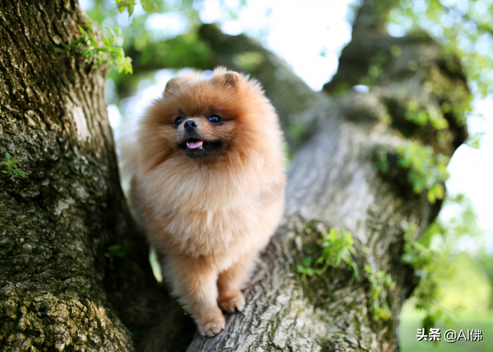 美国人评出排名前 63 最聪明的犬种