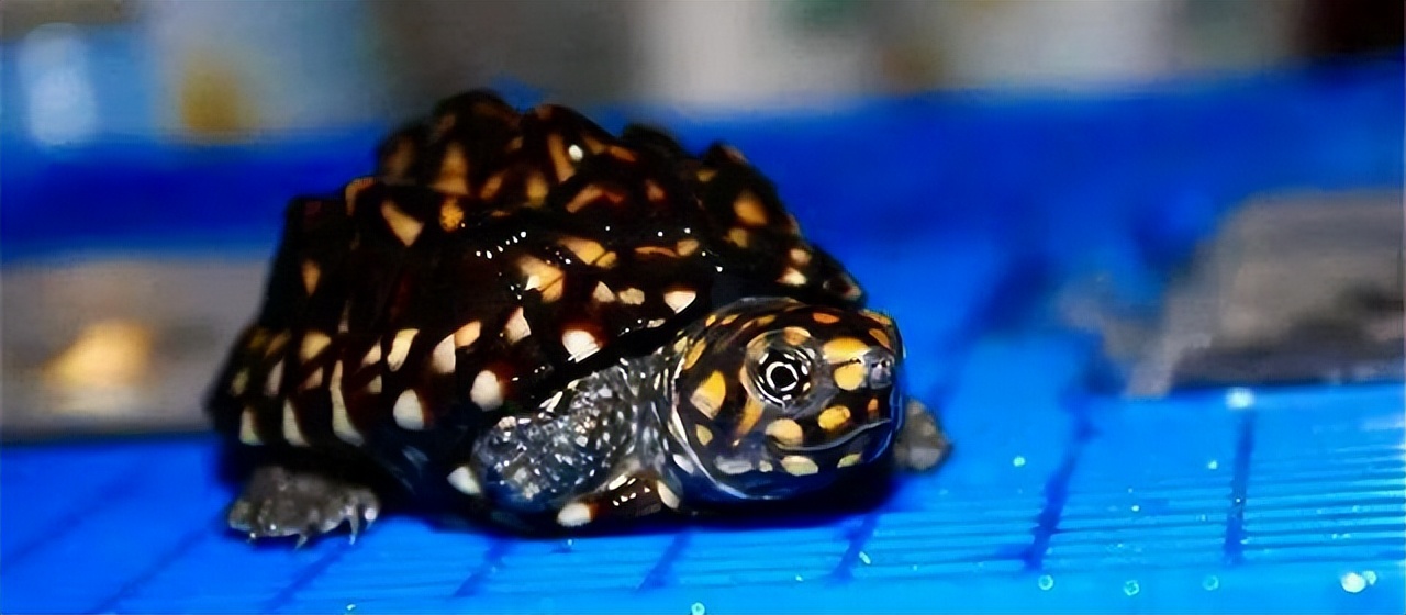 世上最大的斑点池龟图片
