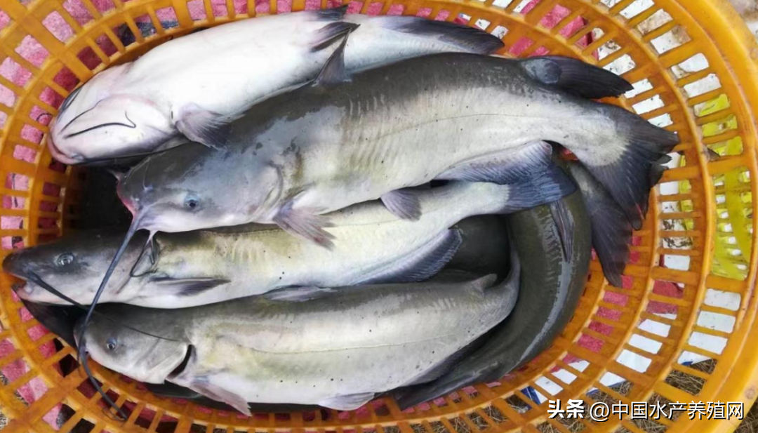今日广东黄颡鱼价格，广东今日塘头生鱼价