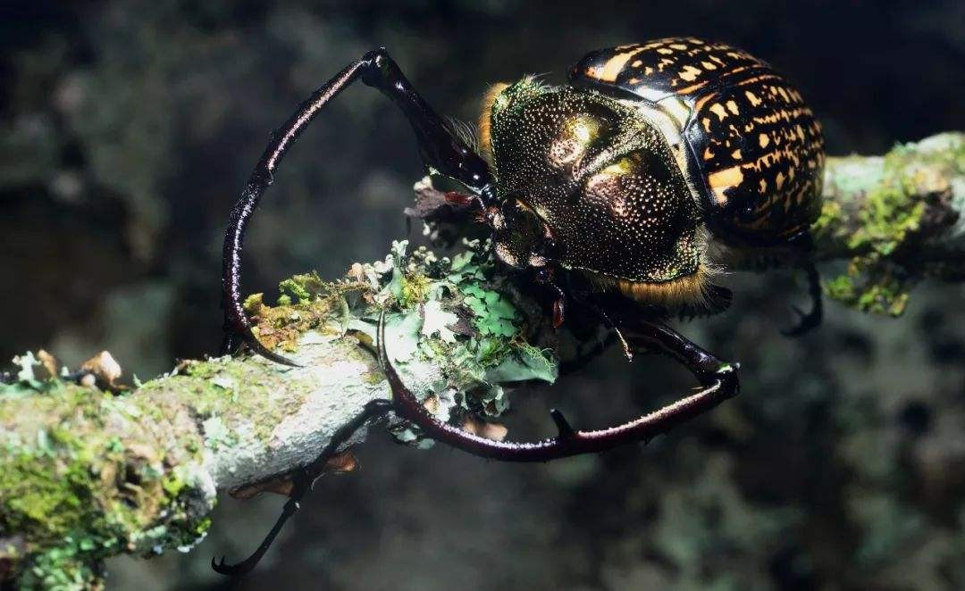 阳彩臂金龟这种甲虫体内真的含有黄金吗?