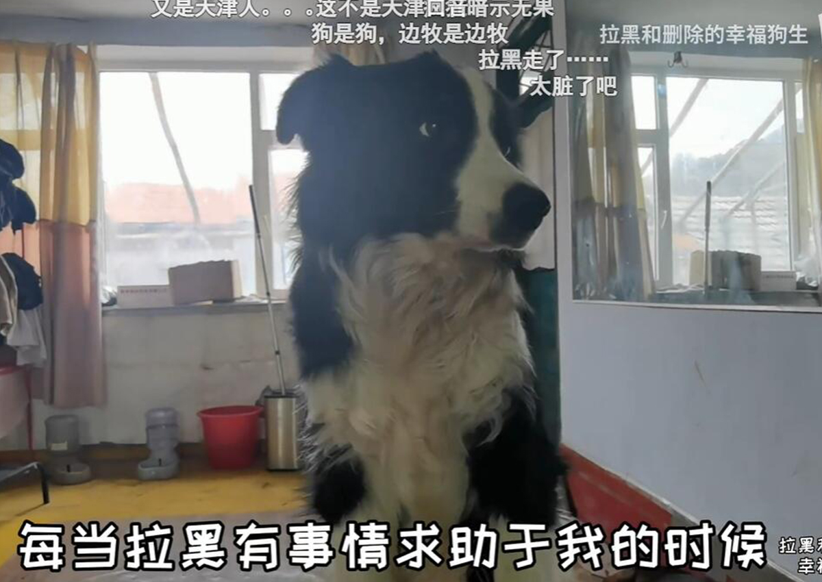 狗界“心最脏”的战术大师：边牧的套路和性格全面解析