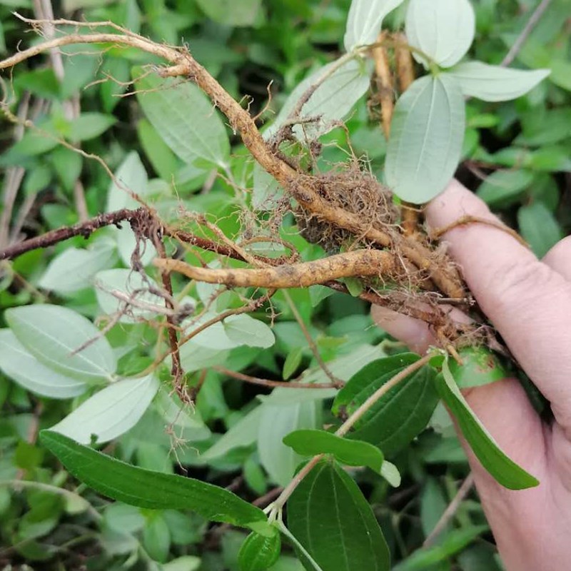 葛组词是什么 葛的组词有什么 - 风集网