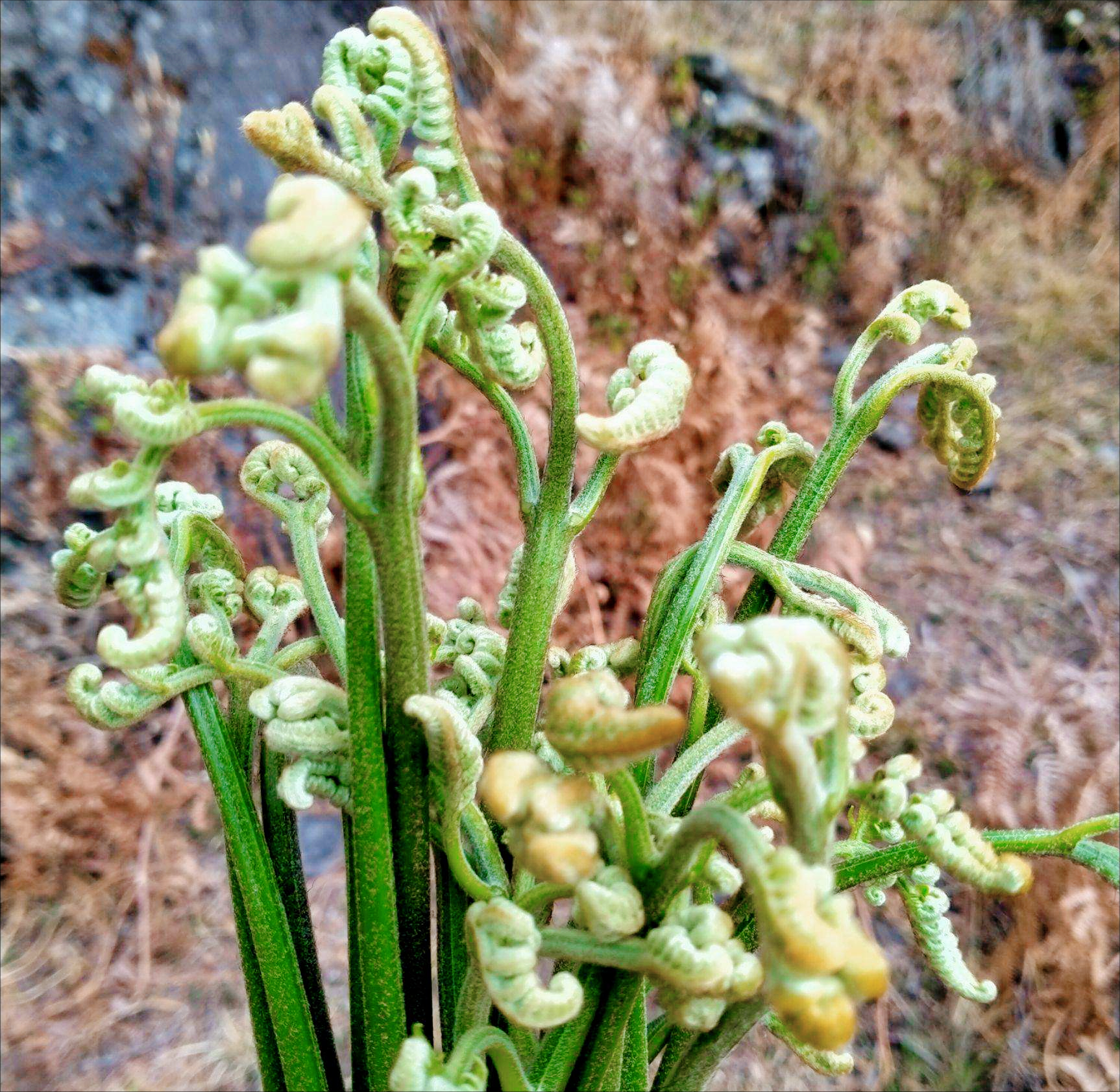 發苦的蕨菜,吃了會不會中毒?