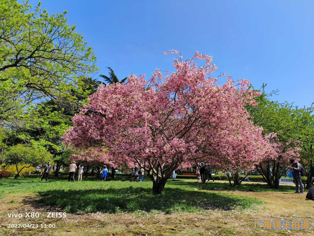 什么手机和平精英超高清(vivo X80 手机体验：天玑 9000 调校亮眼，蔡司影像进化)