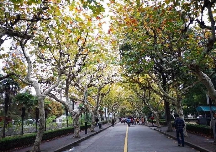 拥有70年历史！上海这所高校：种下最“特殊”的三棵树，价值连城！