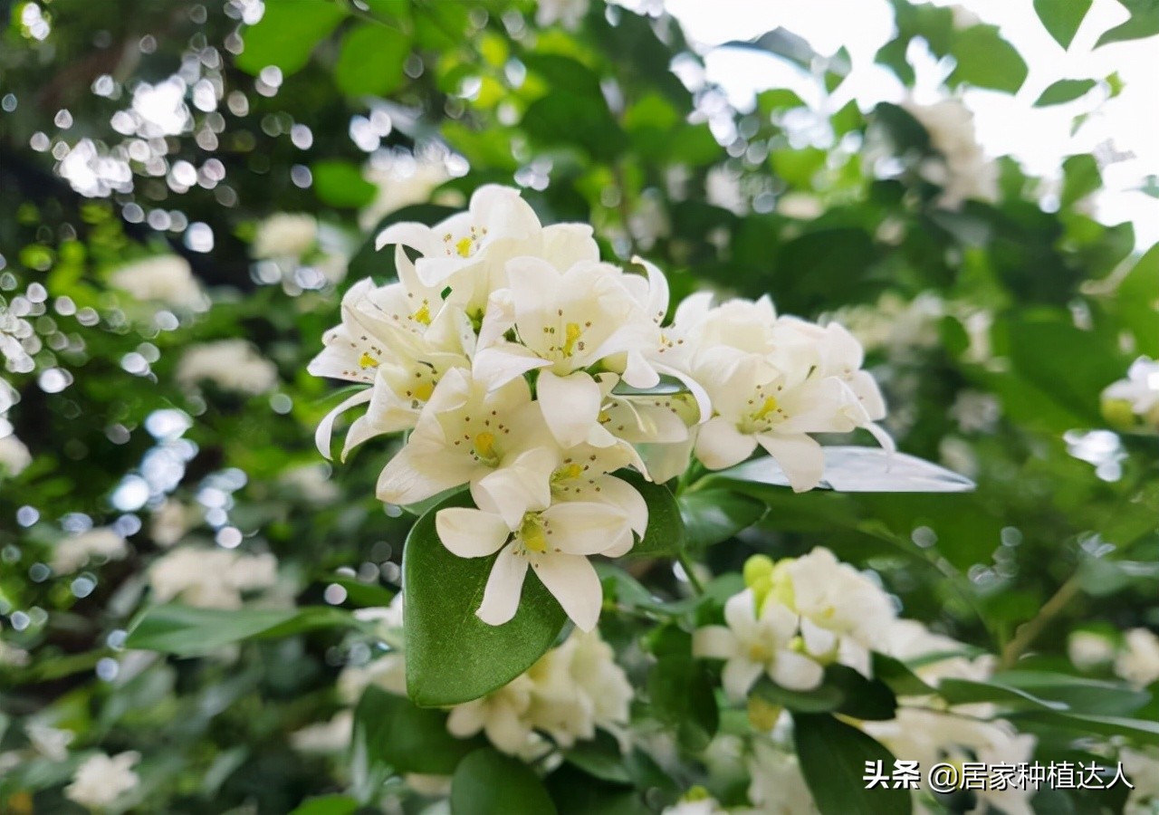 秋日养株九里香，馥郁又芬芳，好养易打理，有院子的建议种一种