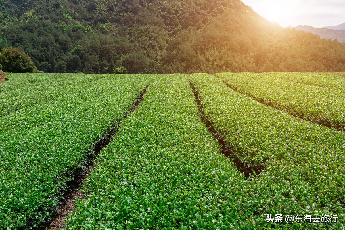 免费鉴定翡翠(几十块钱的低价游你还敢去吗？去一个坑一个，爱占便宜要吃大亏)