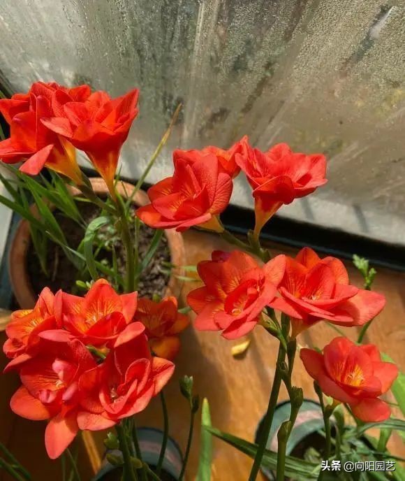 中国最香的花排名（10种花香气浓郁久聚不散）