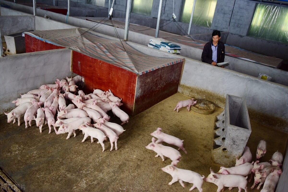 2月8日，养猪人卖猪的价格，猪价什么时候能涨？