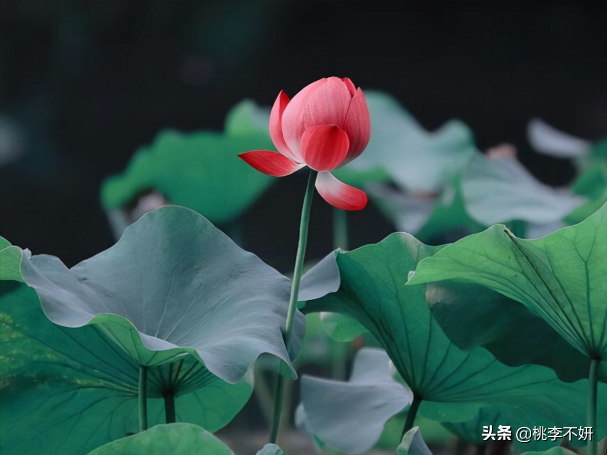 胸怀宽广：做一个有容人之量的人