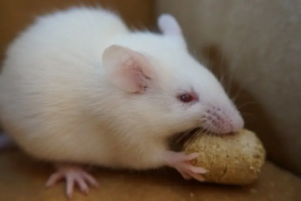 ��Ϊ���˵İ��أ������������17��Ⱦɫ���У��ܷ�򿪻�������