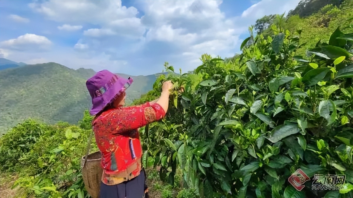 云南大叶种晒青毛茶价格（云南大叶种晒青毛茶价格《2007年》）-第4张图片-科灵网