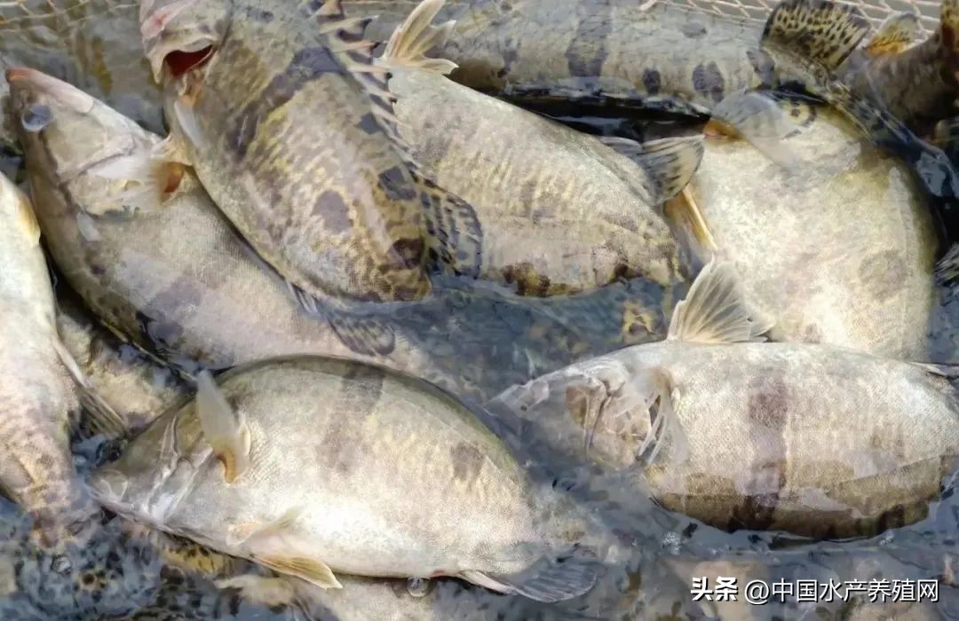  /p>標籤:生魚多少錢一斤今日魚價生魚多少錢一斤市場價 上一篇