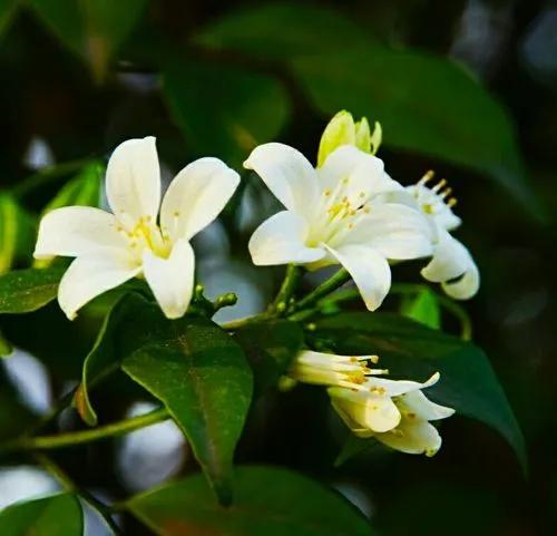 柚子花——花開有時(75)