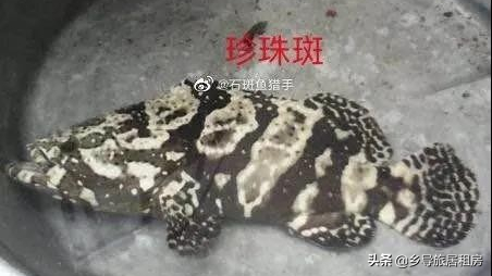 斑鱼图片大全（一篇文章带你分清石斑鱼的外貌特征）
