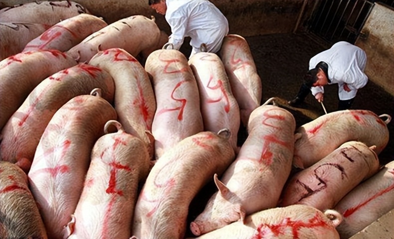 猪肉今日价平顶山，平顶山猪肉价格今日价一斤
