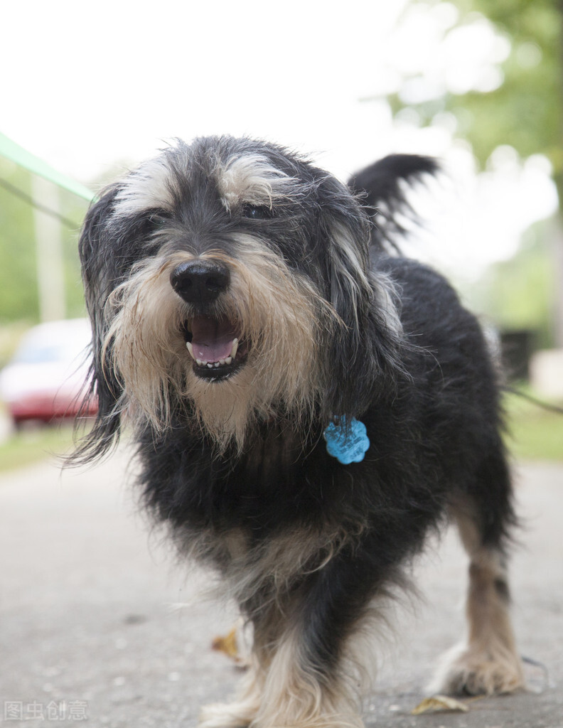 脾气倔得像驴的6种狗狗,八匹马都拉不回来