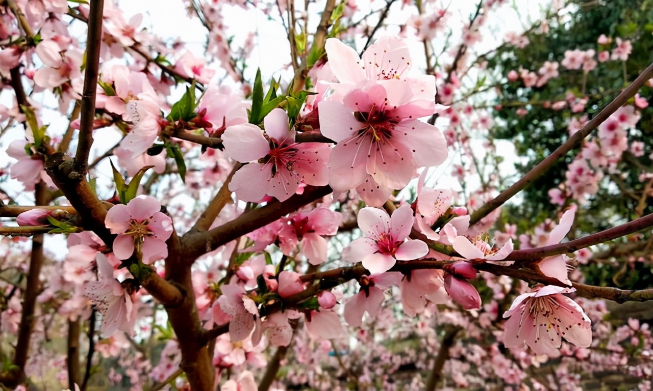 一片桃花树的图片大全图片