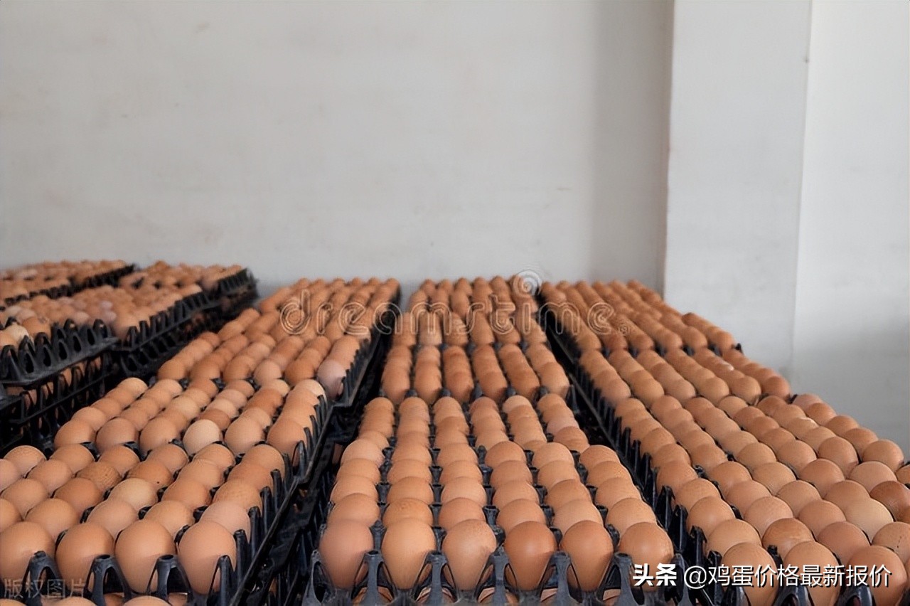 今日北京早报鸡蛋价格（今日鸡蛋价格早报）
