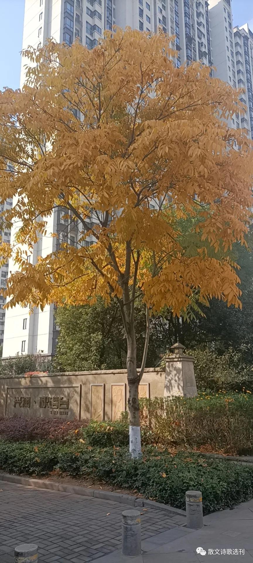 冬日絮语，漫谈自媒体达人及网红现象