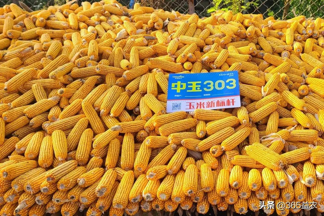 金丰捷501玉米品种简介图片