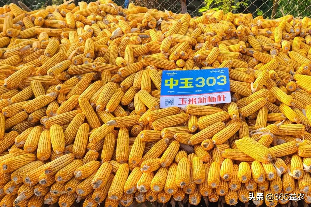 中玉303玉米种简介(教你如何能买到好品种)