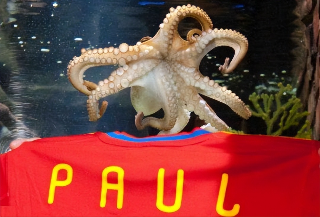 世界杯战况世界杯章鱼保罗(南非世界杯预测之神，真正的大英帝星章鱼保罗)