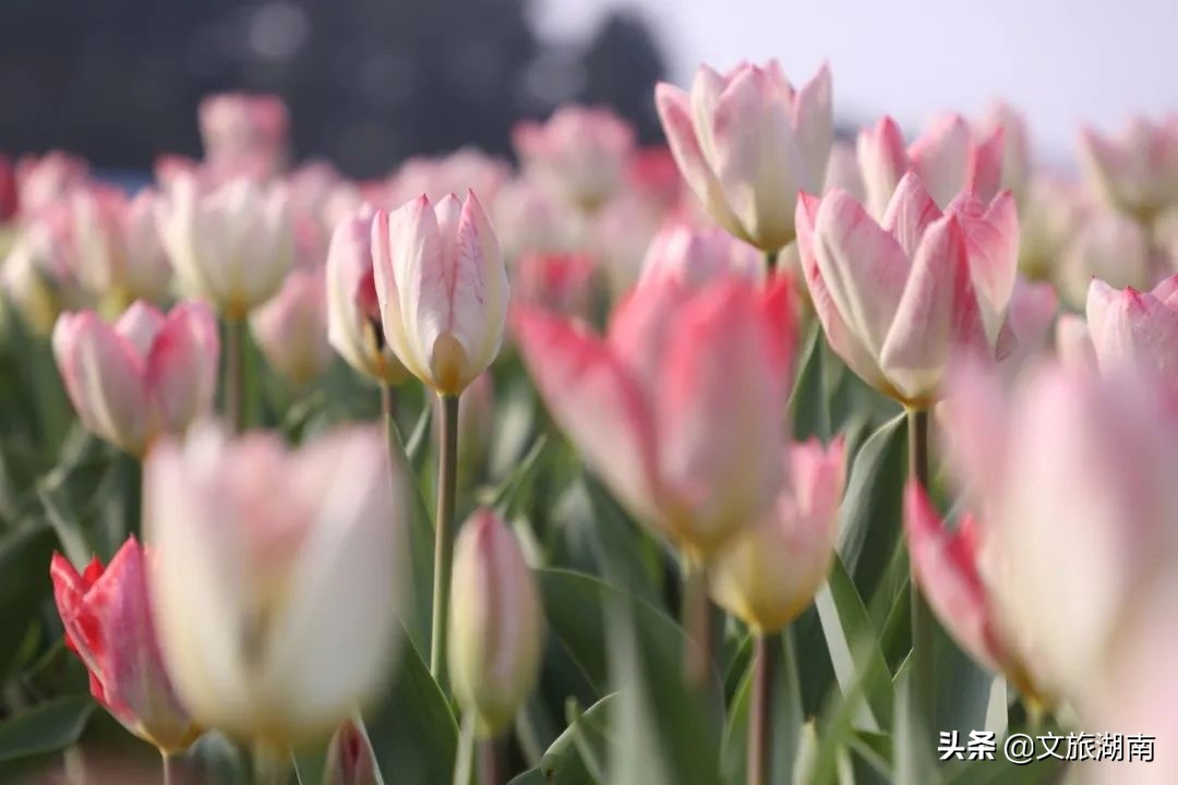 湖南踏春好去处，赏花、踏青、爬山...总有一个适合你