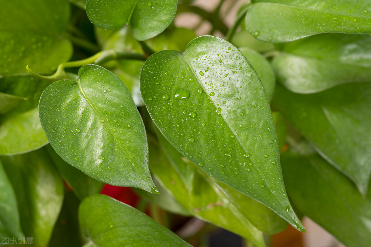 室内适合养殖的花卉植物（这7种绿植空气净化小能手）