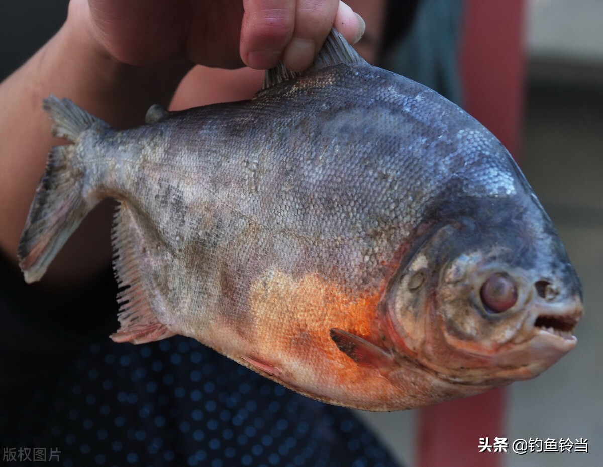 無鱗鯉魚多少錢一斤(請注意) - 價格百科