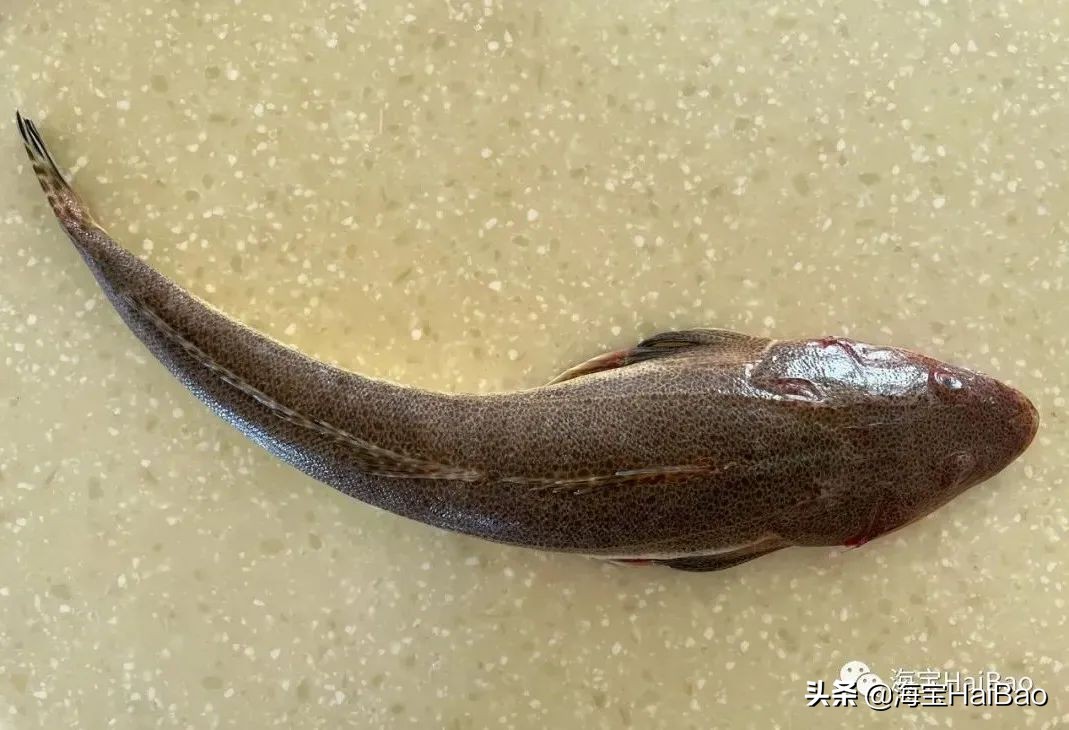 身体像个棒子的叫棒鱼,反正,陆地上有什么形状,海里就有什