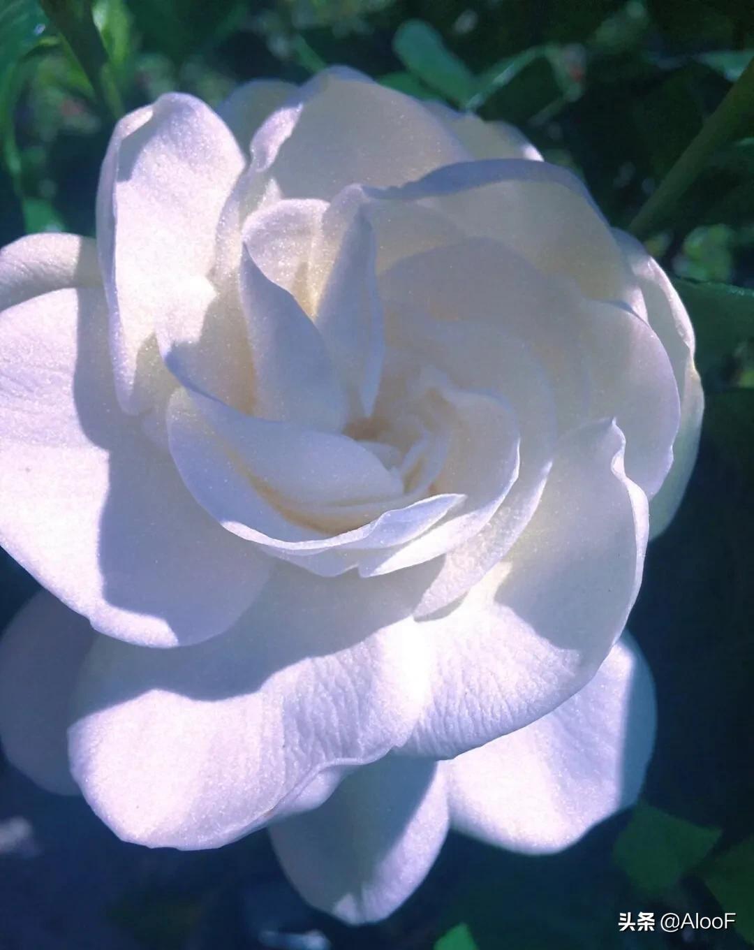 唯美 | 栀子花高清图