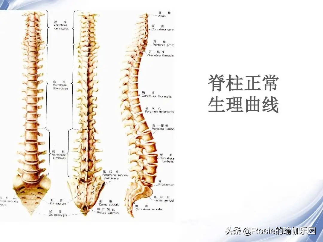 童瑶优雅体态正，如何解锁同款好体态？每天10min墙壁瑜伽带你练