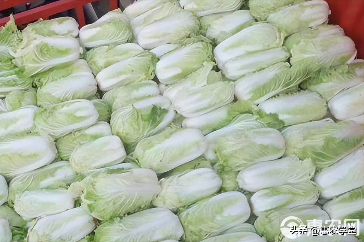 今日新疆白菜价格行情，今日新疆钢筋价格