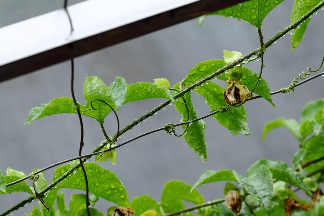 雨中草色绿堪染，雨水读诗唤春来