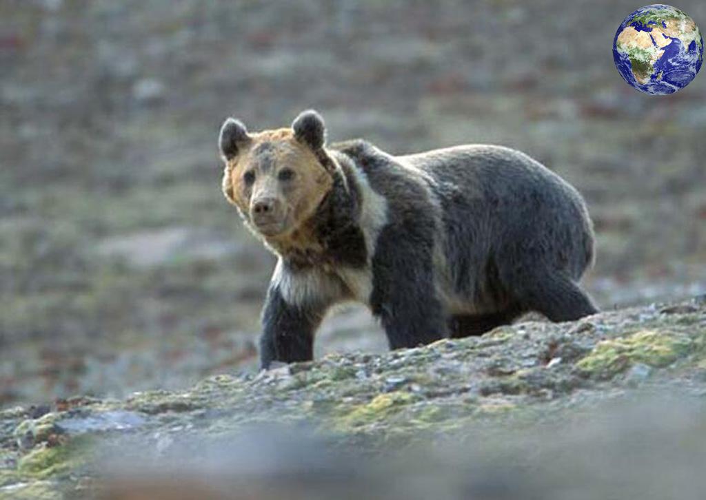 马熊祸事｜三江源牧羊的北京大学生，为何死于青海马熊之口？