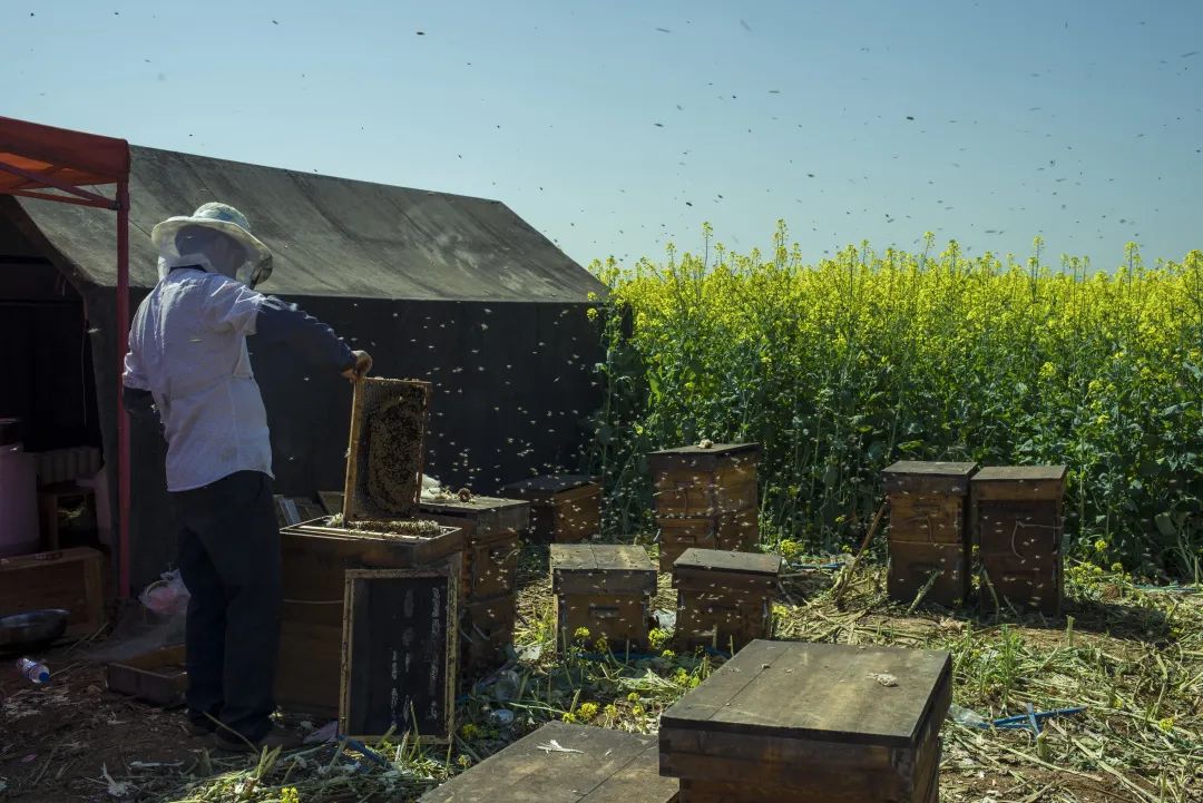 明天是世界蜜蜂日，为什么说它们是食物丰收的“幕后功臣”？