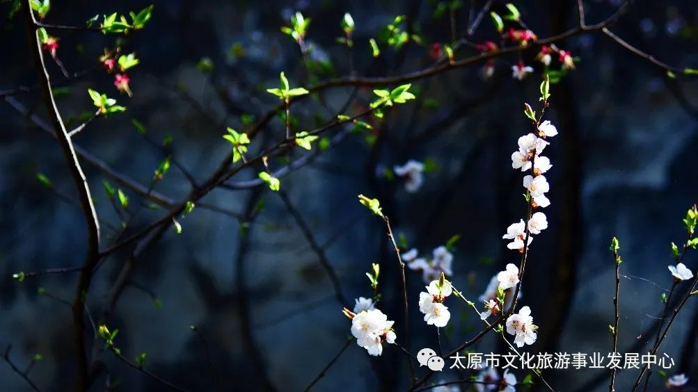 线上展览|“山河春意 锦绣太原——花的世界”主题摄影线上图片展（二十一）