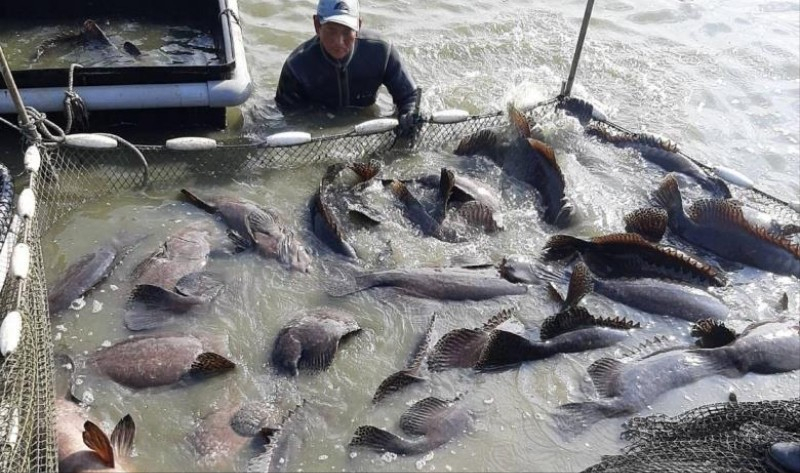 台當局聲稱希望大陸恢復輸入石斑魚，國台辦：相關問題根本沒解決