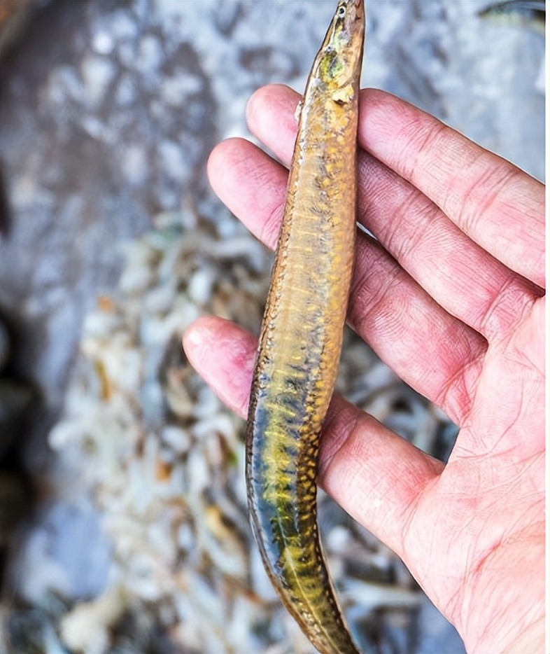 刺鳅鱼怎么做好吃(鱼鳅的做法最好吃) - 风集网
