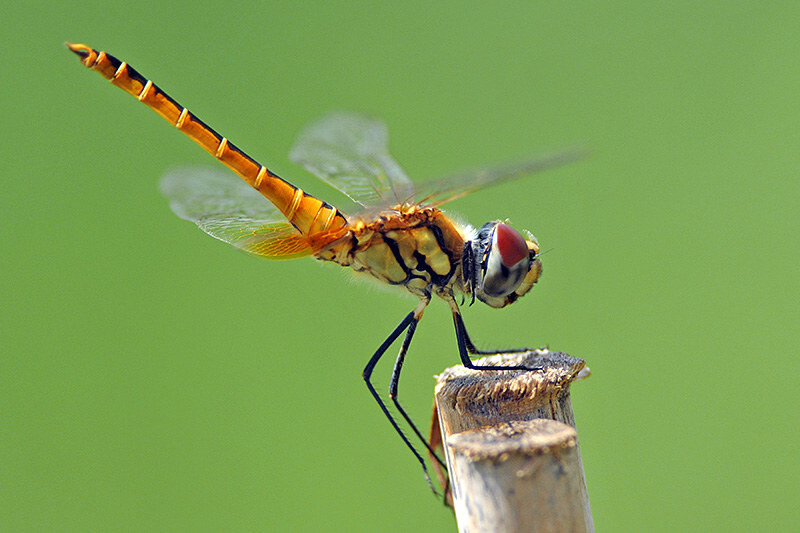 为何总是有人说「蜻蜓」不是地球上的生物
