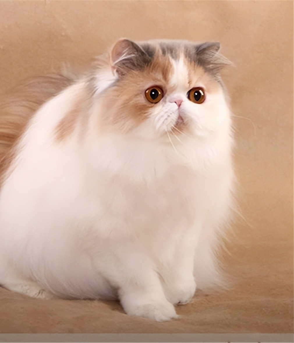 波斯猫多少钱一只 布偶猫正常价格多少-千百号