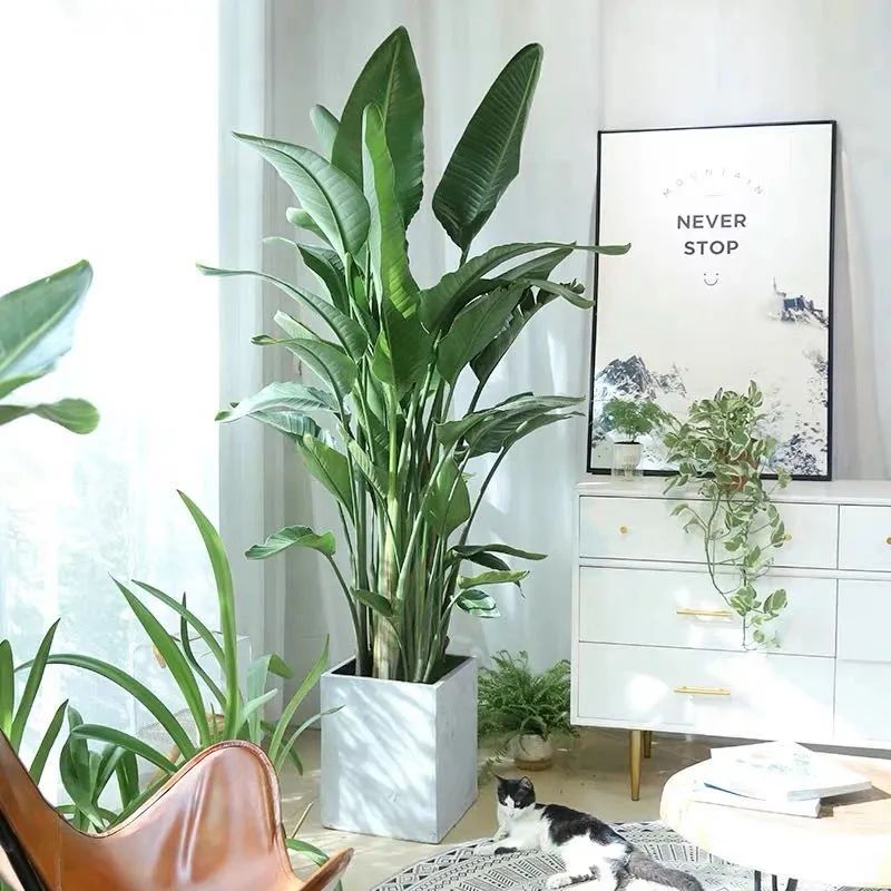 7种“大型花”，又美又高贵，客厅一放，吸光废气，人旺家旺