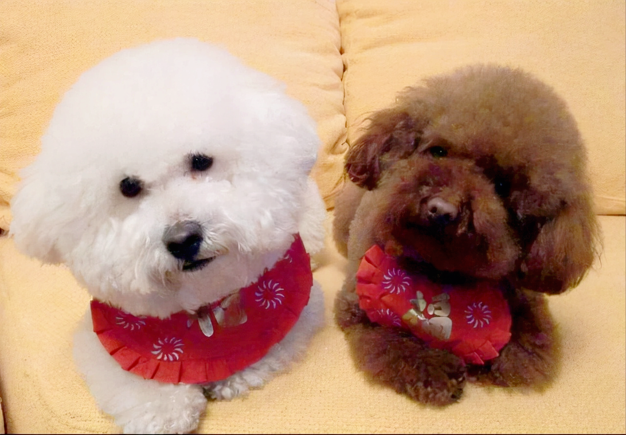 比熊犬与泰迪犬的十大显著区别详解