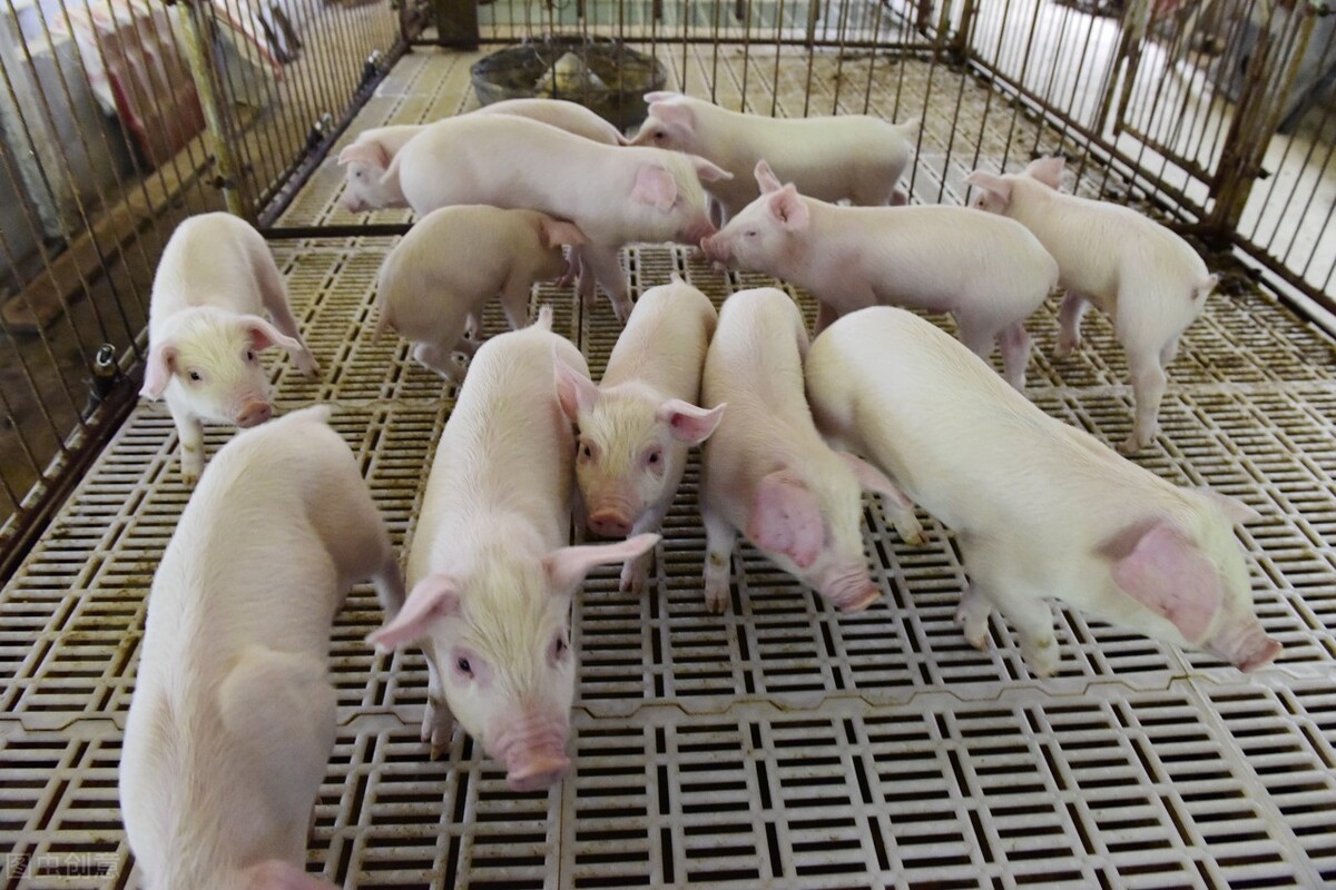 9月24日，养猪人卖猪的价格，猪价继续小幅上涨